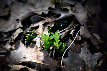 Young shoots of greenery on a background of dry grass and leaves. 