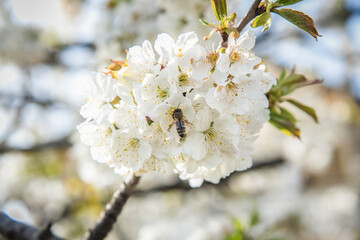 Blooming tree in spring. A hardworking bee collects honey.