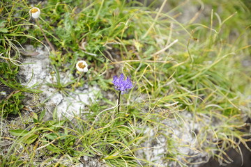 Gräser und Blumen am Meraner Höhenweg, Texelgruppe Nationalpark, Südtirol