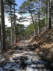 Fototapeta premium forest in the mountains