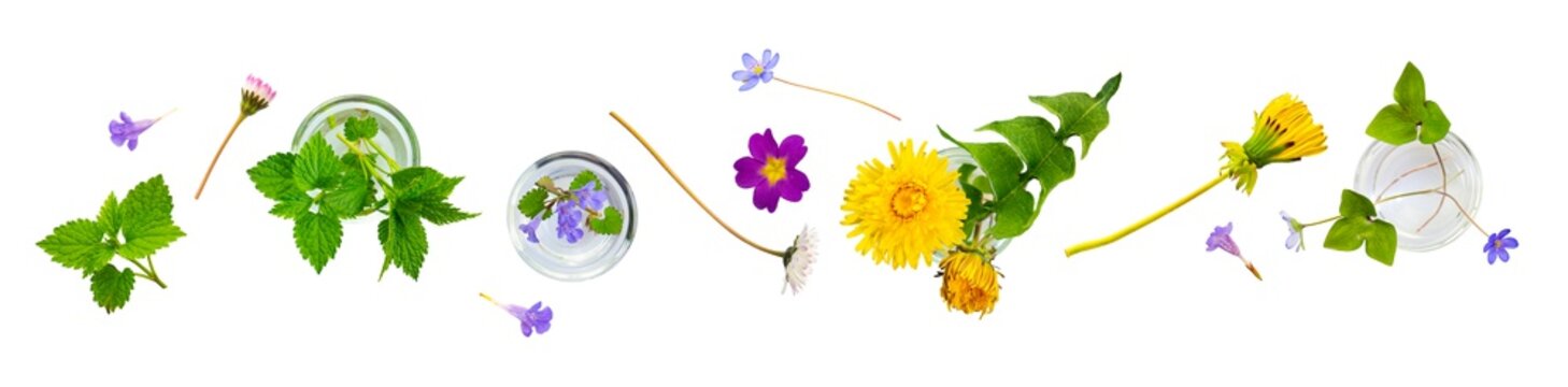 hay flower pattern and essential oils extracted from flowers and herbs background banner