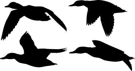 isolated four black silhouettes of ducks in flight