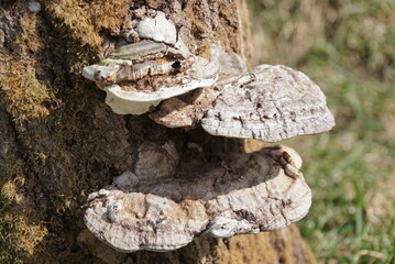 Fototapeta premium mushroom growing on a tree trunk 