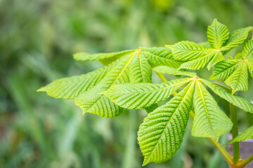 Green Chestnut Leaves in beautiful light. Spring season, spring colors.