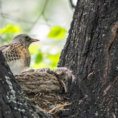 Thrush fieldfare, Turdus pilaris, in a nest with chicks