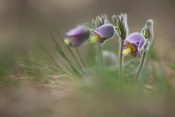 Pulsatilla violacea