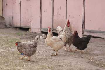 chickens in the yard in the village 