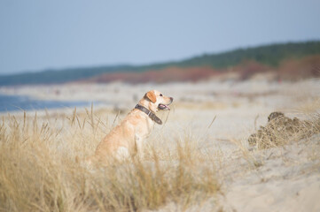 Pies z obrożą siedzący na plaży.