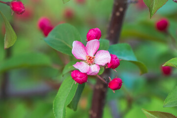 Fresh pink flowers of a blossoming apple tree with blured background