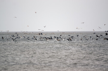 Stado  ptaków żerujące na ławicy ryb