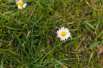 Spring primroses, daisy among the grass. Forest