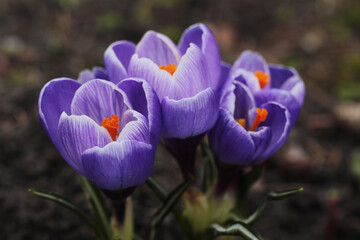 beautiful violet crocus flowers, early spring flowers