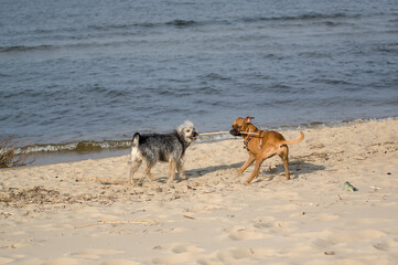 Dwa psy bawiące się kijkiem na plaży.