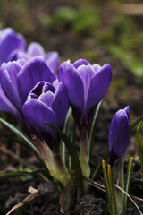 beautiful violet crocus flowers, early spring flowers