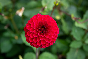 red and yellow flower