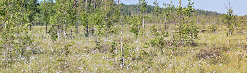 Fototapeta na wymiar landscape with swamp in small flowers