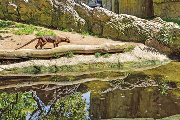 Valencia, Spain: 04.05.2021; The animales fossa walking in the zoo
