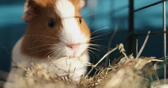 Guinea Pig Eating Hay With Blue Background