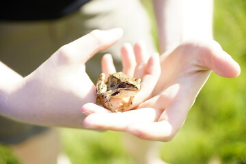 Kröte in den Alpen auf einer Hand
