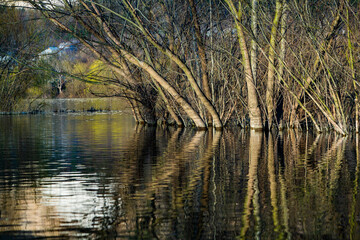Fototapeta na wymiar Beautiful landscape with three and river in Europe. Amazing nature in spring. Ideal resting place. Silent place