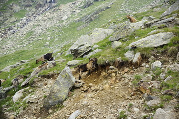 Fototapeta na wymiar Spielende oder kämpfende Ziegenböcke in den Alpen der Texelgruppe auf dem Wanderweg