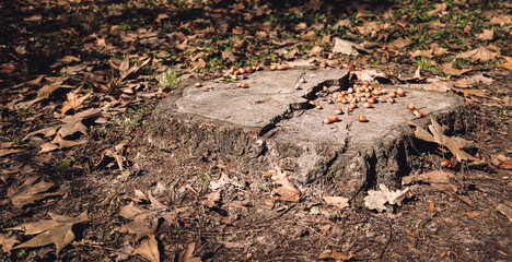 People left hazelnuts on a tree stump for squirrels in the park