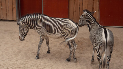 Two black and white zebras together
