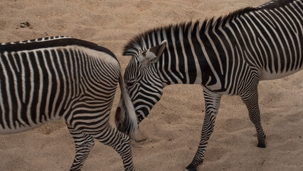 Fototapeta na wymiar Two black and white zebras together