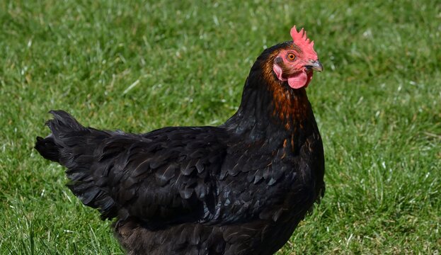 Poule noire en ext&eacute;rieur