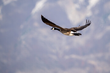 Canada goose in flight 