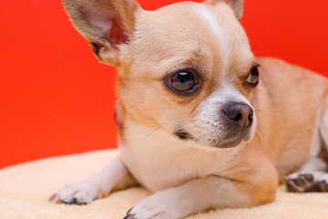 Portrait of cute puppy chihuahua. Little smiling dog on bright trendy red background. Free space for text.