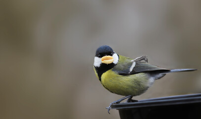 Naklejka premium A chickadee stands in a feeder, on a blurry brown background, holding a peanut seed in its beak. It looks funny, like she has human lips...