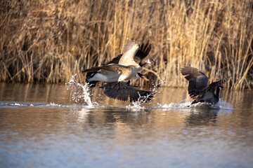 Canada geese playing and splashing in the water