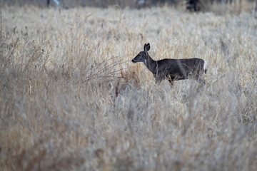 Male or buck mule deer with it antlers recently rubbed off and sore