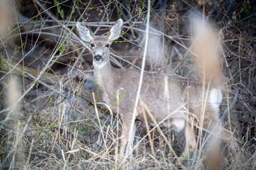 Doe or female mule deer in a thicket