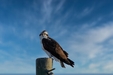Osprey perched against a blue sky