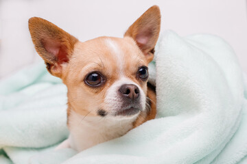 Portrait of cute puppy chihuahua lying on blue plaid. Little smiling dog.