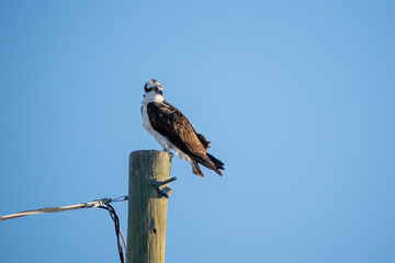 Osprey perched on a utility pole