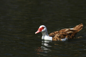 Muck duck, brown color swims on green water following its reflection....