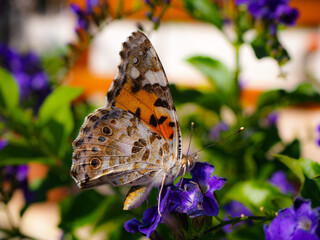 Cute orange butterfly staying on a flower
