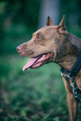 Portrait of a young handsome American Pit Bull Terrier outdoors.