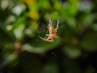 A small spider on its web