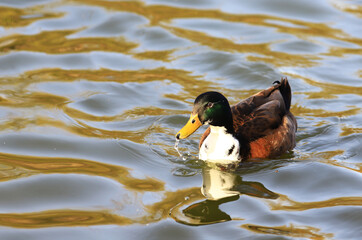 Beautiful duck floating on the waves of the reservoir in windy weather
