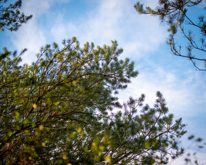 sky and tree