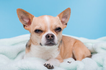Portraite of puppy  with sly muzzle chihuahua lying on blue plaid. Little smiling dog.