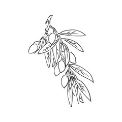 Vector sketch of olive tree branch . olive branch vector sketch on a white background