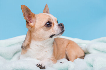 Portrait of cute puppy chihuahua lying on blue plaid. Little smiling dog.