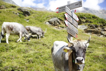 Kuh mit Wegweise auf der Alm