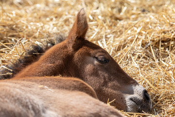 Fototapeta premium portrait of a foal in a field