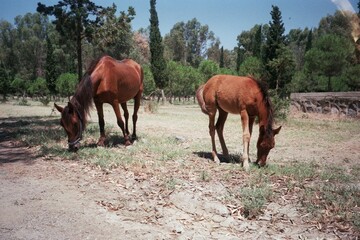 Obraz premium Mother horse and child horse